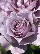 A close up of a purple rose  Description automatically generated